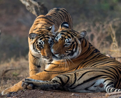 Ranthambore Luxury Wildlife Guide | Tiger Safaris, Luxury Lodges & Jungle Experiences