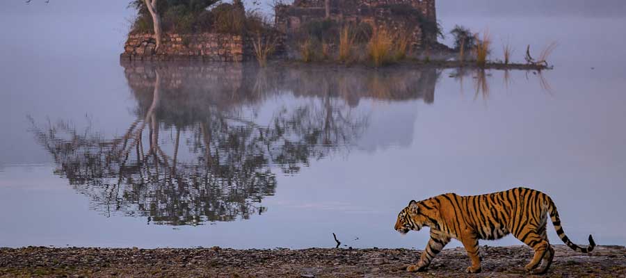 ranthambore-tour