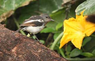 Wildlife Sanctuary at Kumbhalgarh