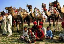 bikaner-camel-festival