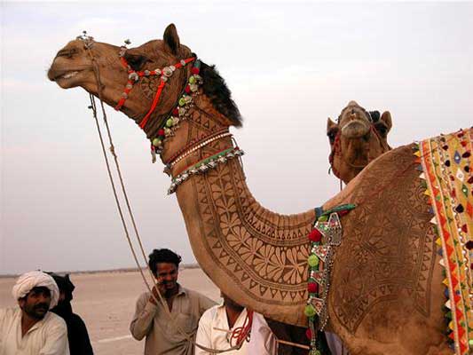 camel-for-desert-festival