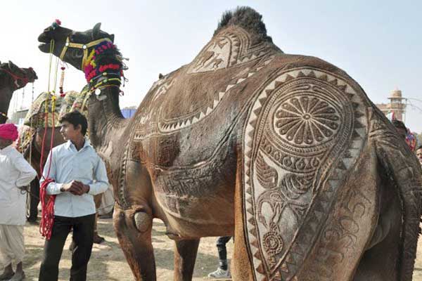 camel-for-desert-festival1