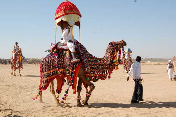 camel-for-desert-festival3