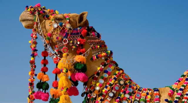 camel_pushkar_festival