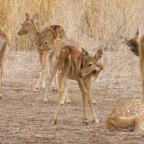 deers-in-ranthambore