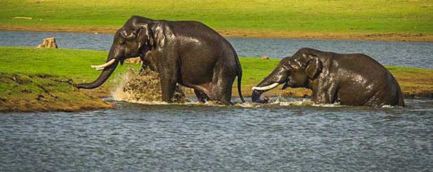 elephant-lake-tour