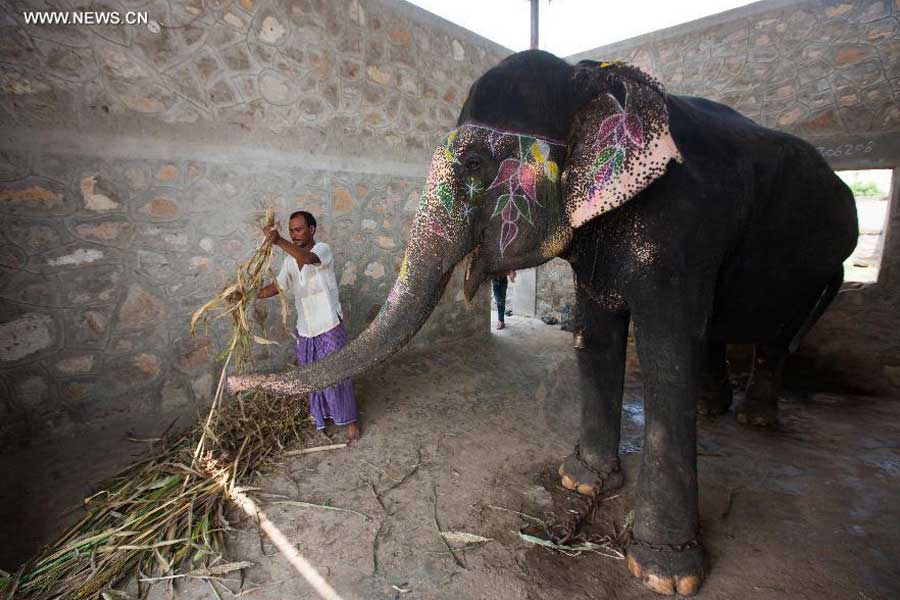 elephant-rides-in-jaipur