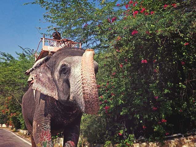 elephant-village