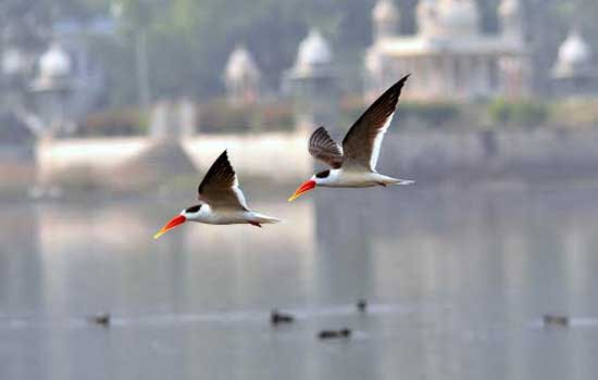 indian-screamer-bird-fair-dungarpur