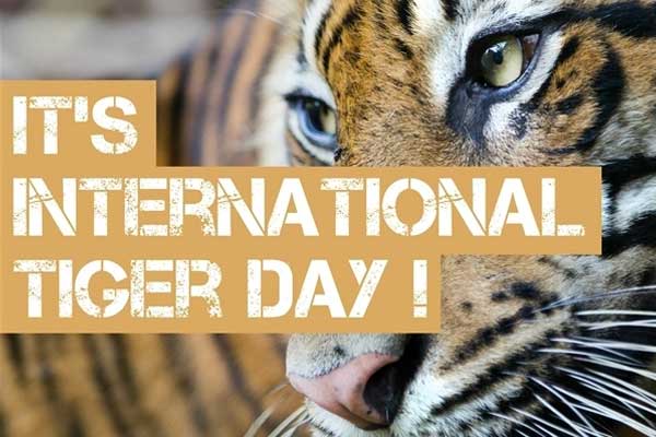 international-tiger-day