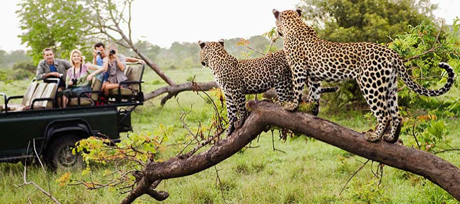 leopard-safari-in-jaipur