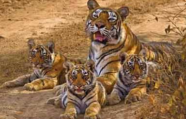 rajastha-ranthambore-national-park