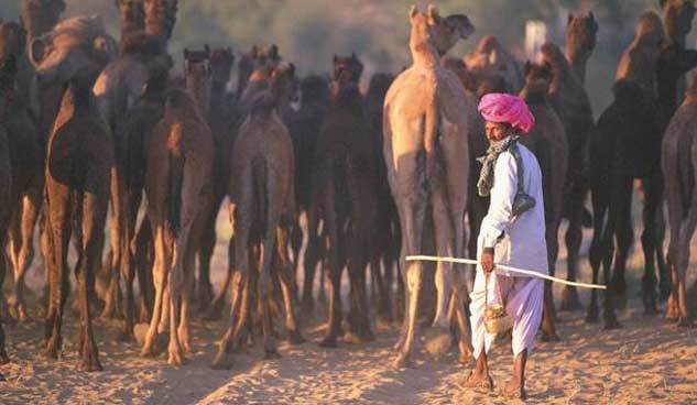 rajasthan_camel_fair