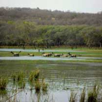 ranthambhore