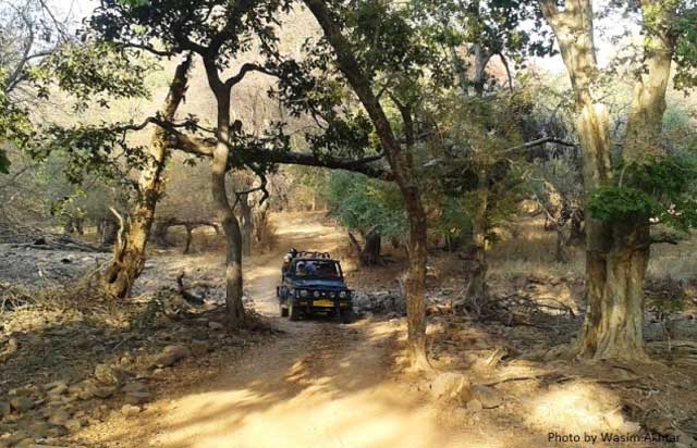 ranthambore-jungle-safari