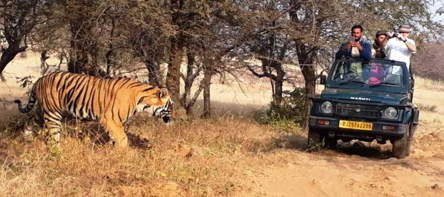 ranthambore-wildlife-safari-in-india