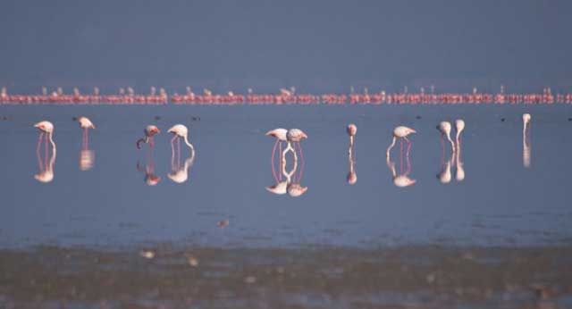 sambhar-salt-lake