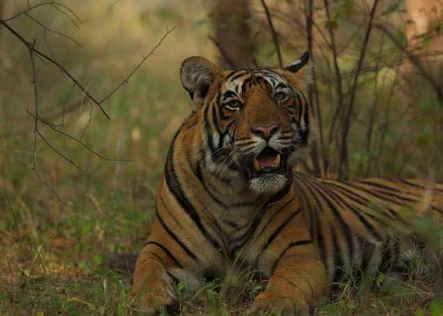 tiger-in-ranthambore