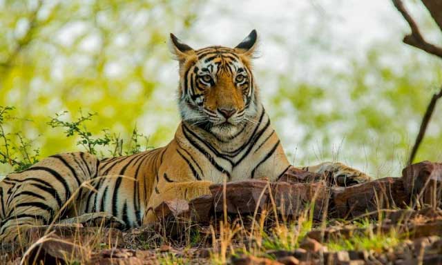 tiger-of-ranthambore