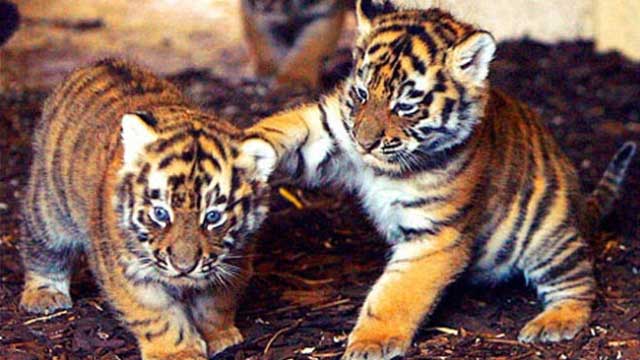 two-tiger-cubs-spotted-in-ranthambore-rajasthan-wild-life