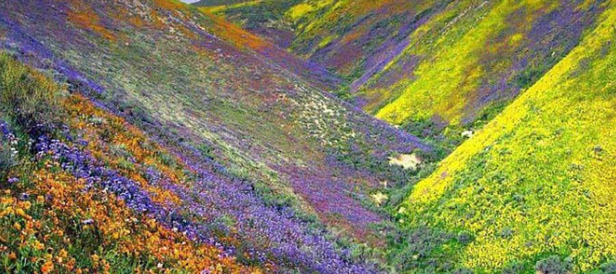 valley-of-flowers