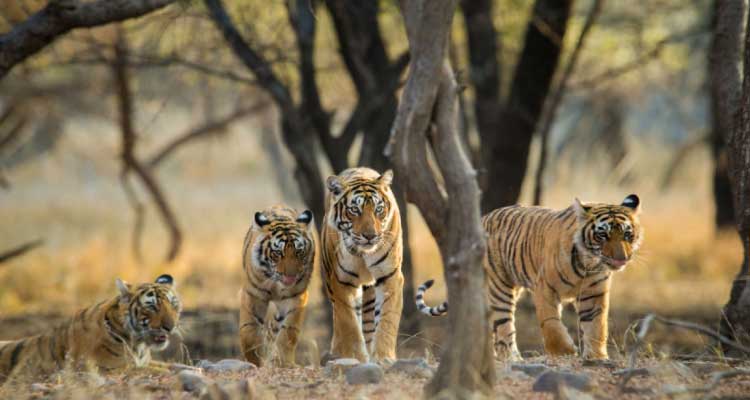 Golden Triangle Wildlife Tour 8 Days