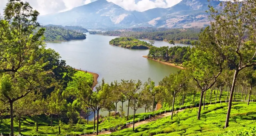 Tea plantations overlooking a scenic lake and mountains