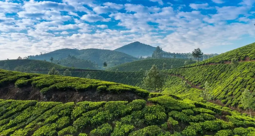Lush green tea plantations in Munnar with mountain views
