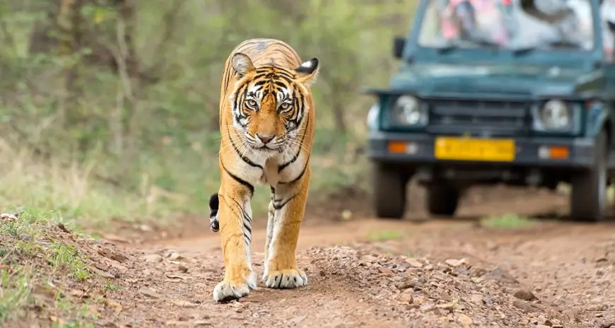 Tiger on a jungle safari trail in India