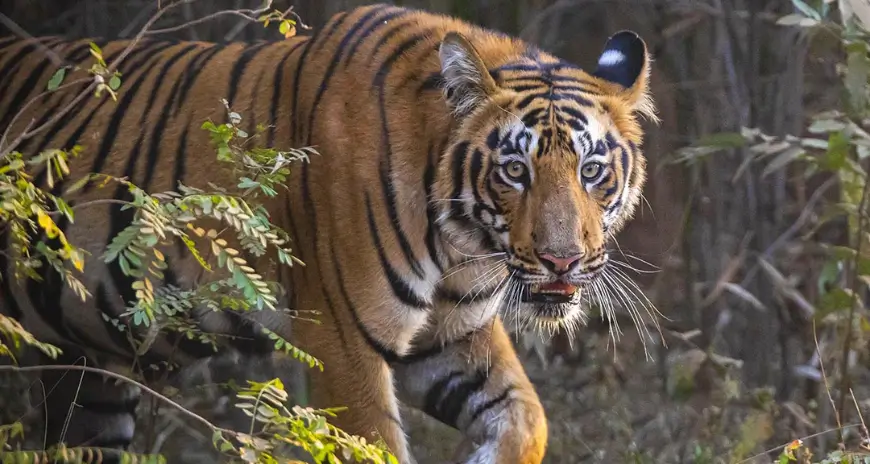 Tiger walking through dense Indian forest