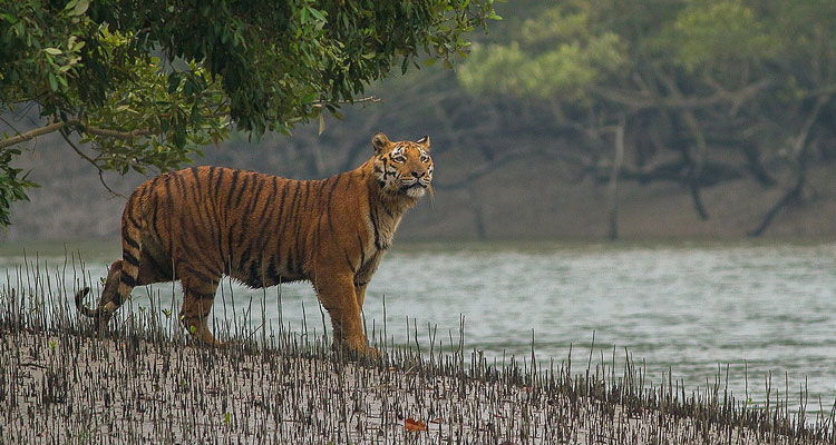 East India Wildlife Tour