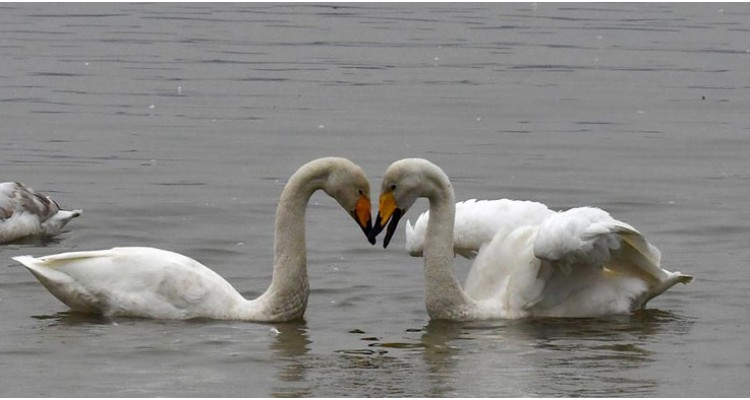 9 Days with Birds of Yamuna & Chambal and Bengal Tiger Tour